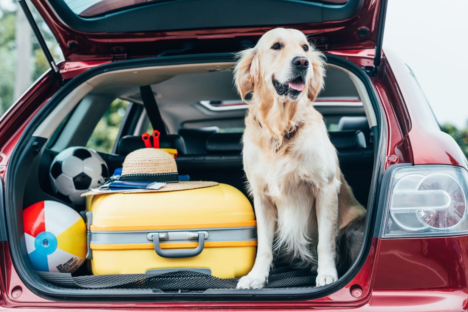 Top-Rated Pet Travel Essentials